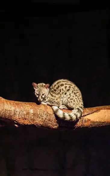 Arabia’s Wildlife Centre Workshops