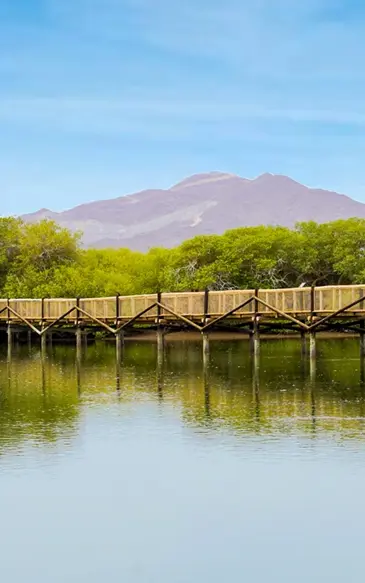  Khor Kalba Mangrove Center Workshops