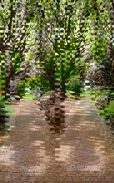 Islamic Botanical Garden Workshops