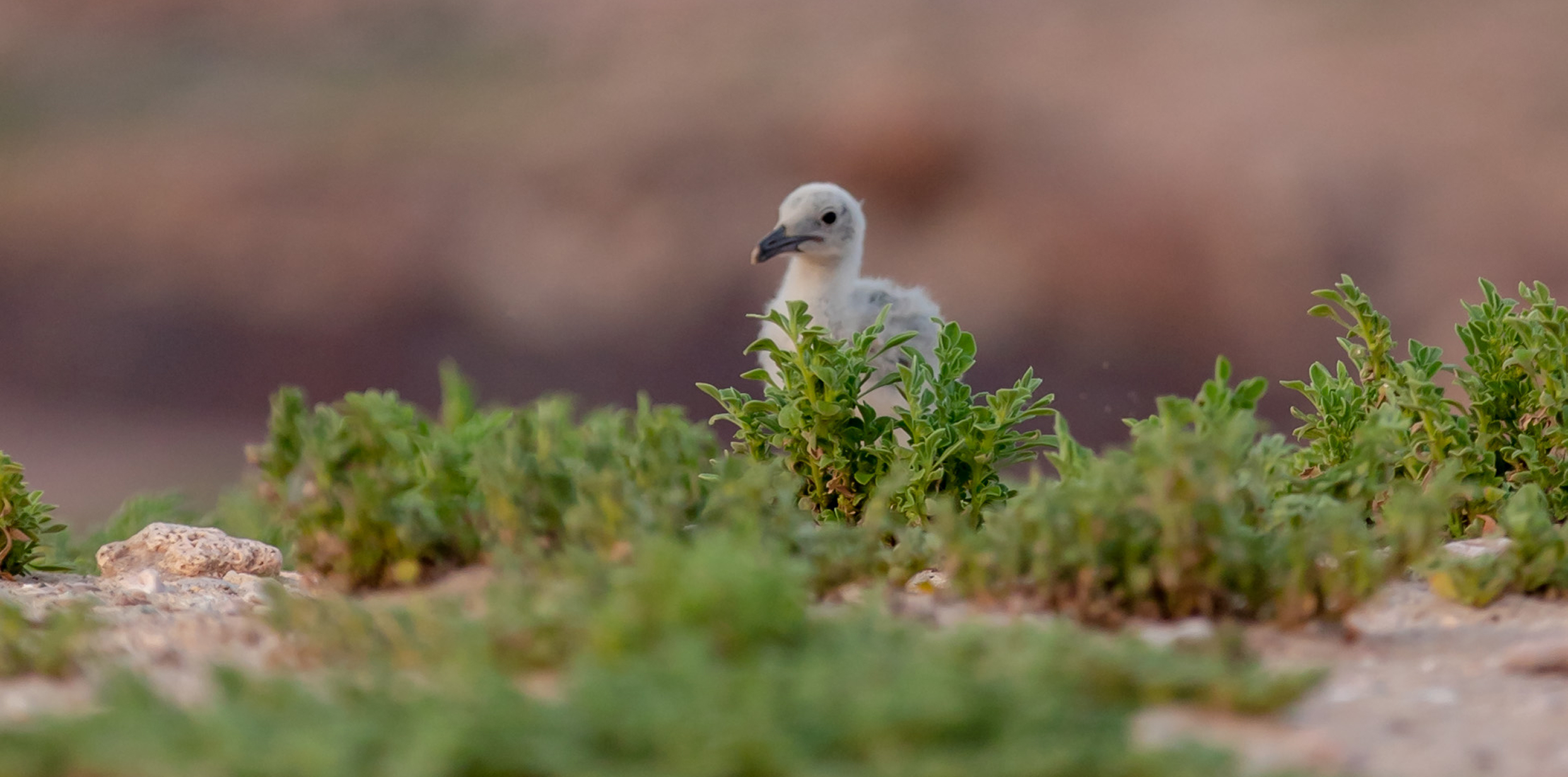 juvenile Audouin's gull