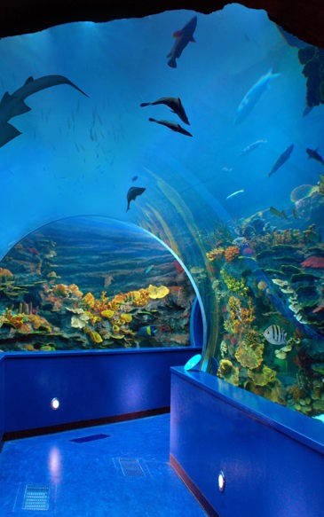 Discover Exciting Marine Adventures at Sharjah Aquarium