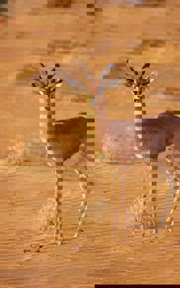 Al Hefaiyah Mountain Conservation Centre Workshops