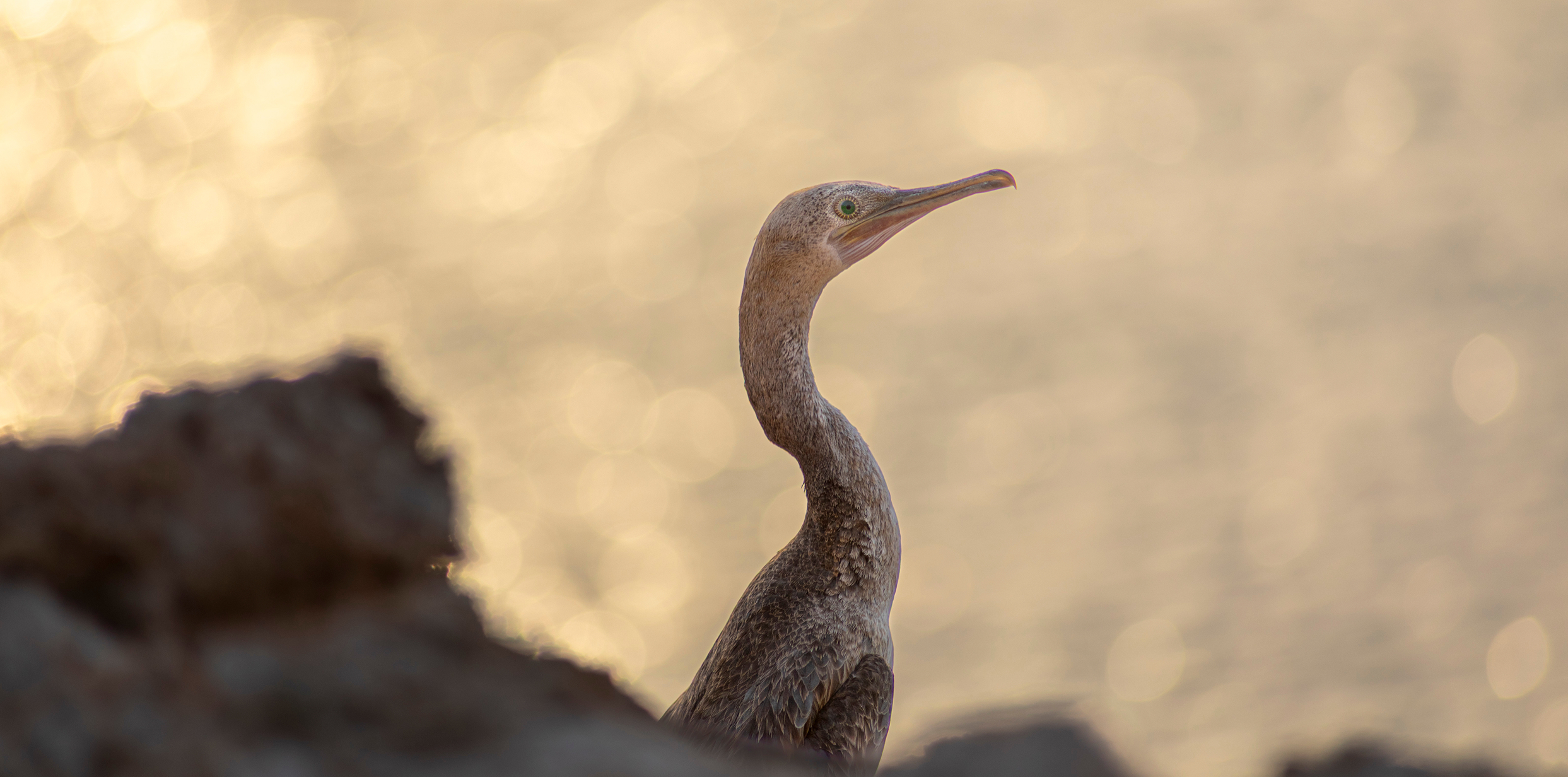Socotra cormorant