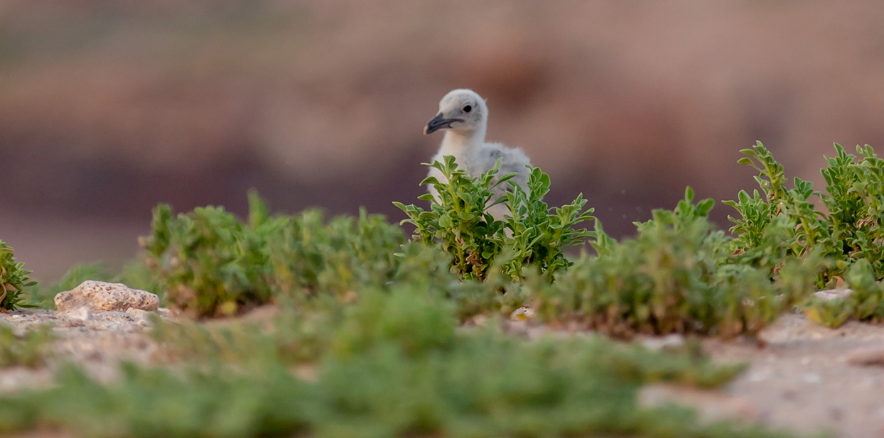 Green List Recognition Showcase