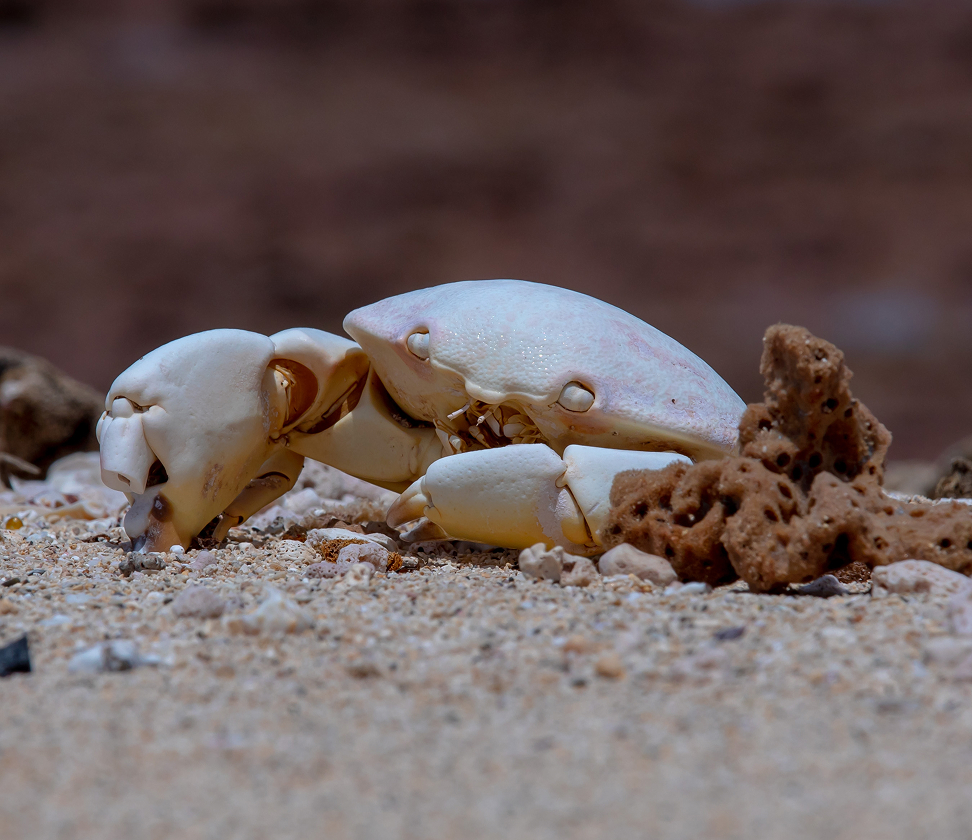 Marine Wildlife Conservation