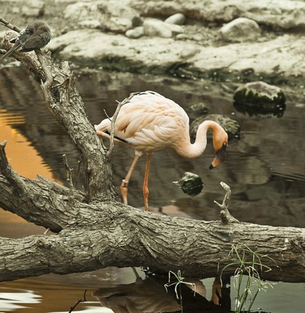 Arabias Wildlife Centre2