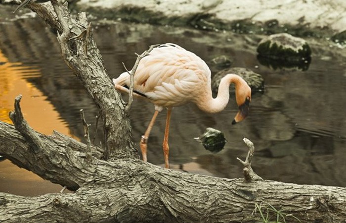 Arabias Wildlife Centre2