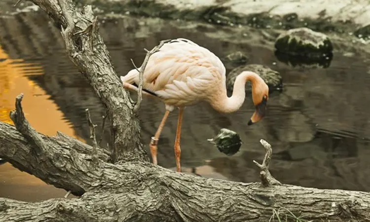 Arabias Wildlife Centre2