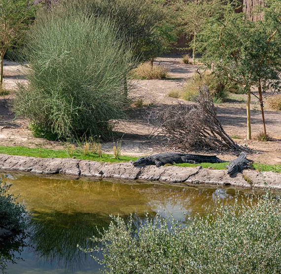 Umbraco.Cms.Core.Models.MediaWithCrops`1[Umbraco.Cms.Web.Common.PublishedModels.Image]??.Name