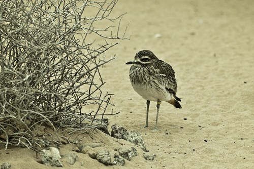 Umbraco.Cms.Core.Models.MediaWithCrops`1[Umbraco.Cms.Web.Common.PublishedModels.Image]??.Name