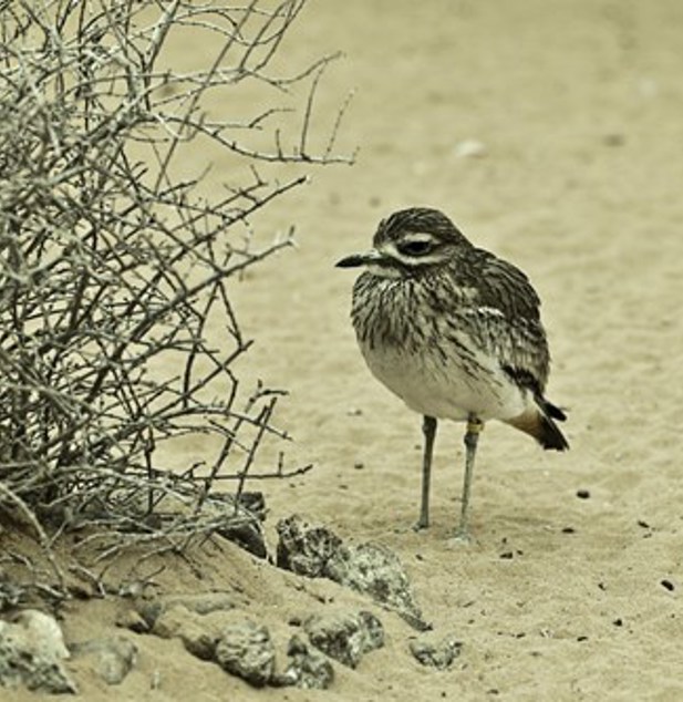 Arabias Wildlife Centre1