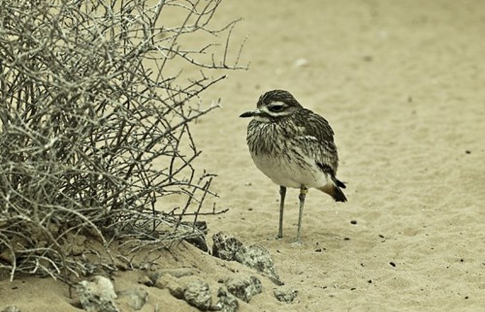 Arabias Wildlife Centre1