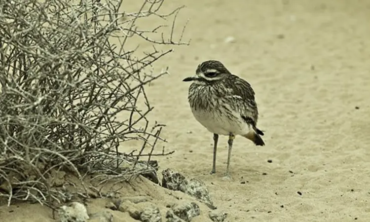 Arabias Wildlife Centre1