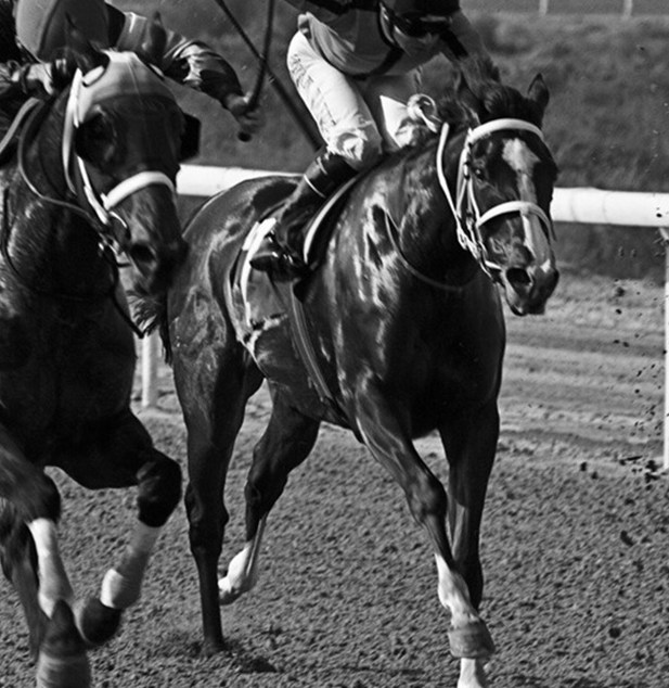 SHJ Equestraian Racing3