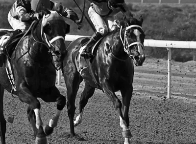 SHJ Equestraian Racing3