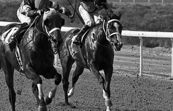 SHJ Equestraian Racing3