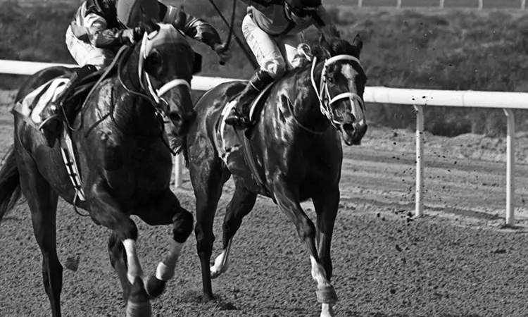 SHJ Equestraian Racing3