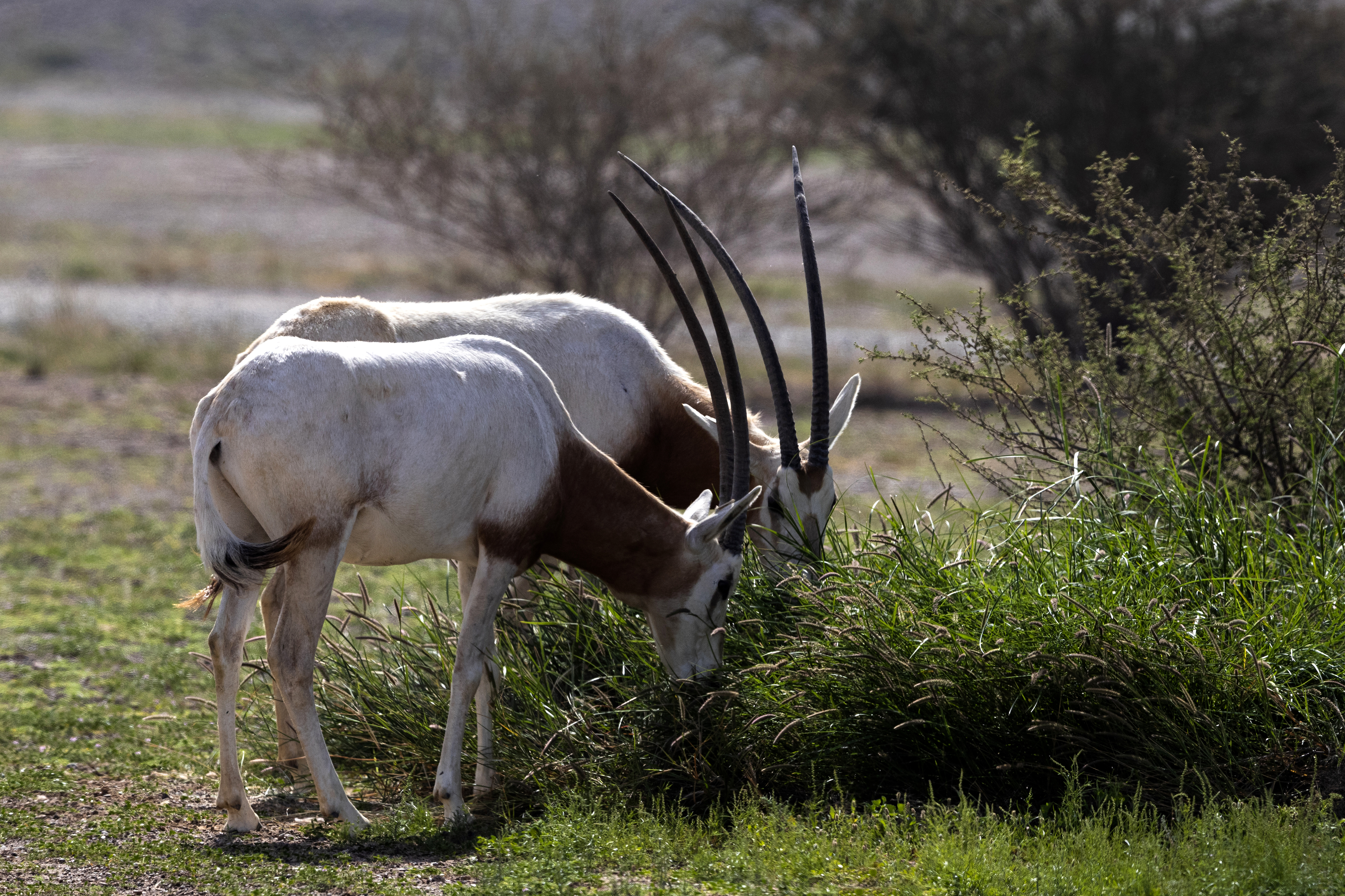 Wildlife in Sharjah