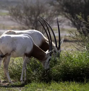 Wildlife in Sharjah