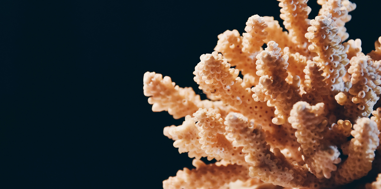 Coral Restoration Workshop