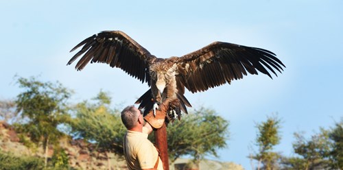 Umbraco.Cms.Core.Models.MediaWithCrops`1[Umbraco.Cms.Web.Common.PublishedModels.Image]??.Name