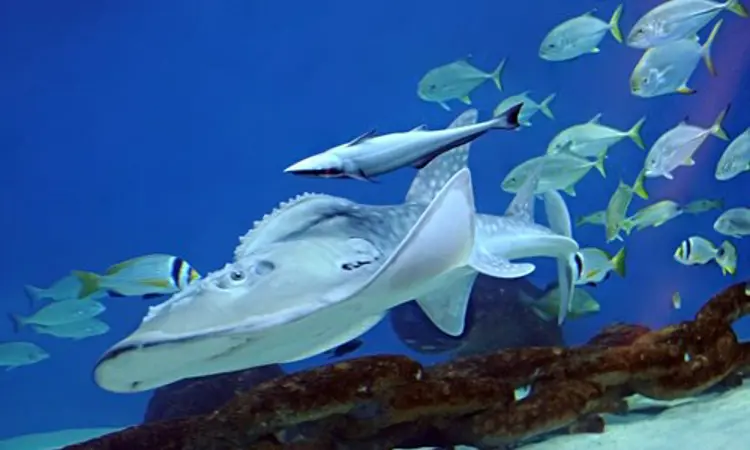 Sharjah Aquarium (4)