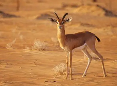 Al Hefaiyah Mountain Conservation Centre