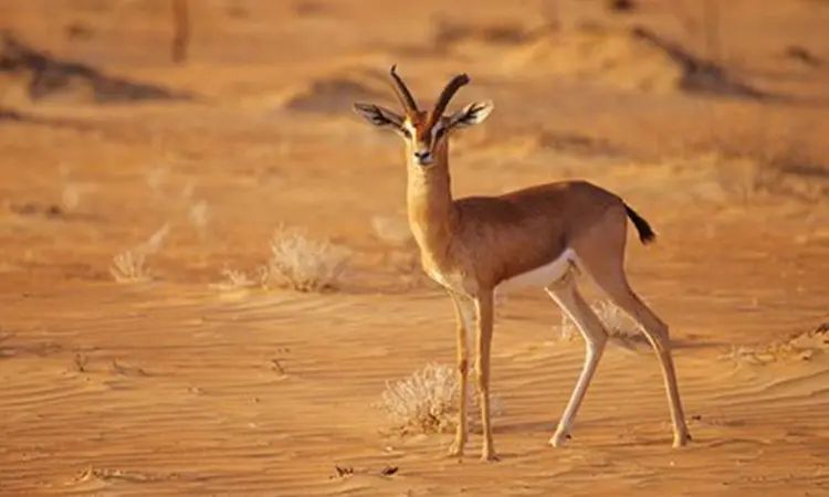 Gazella Gazelle Cora Large (1)