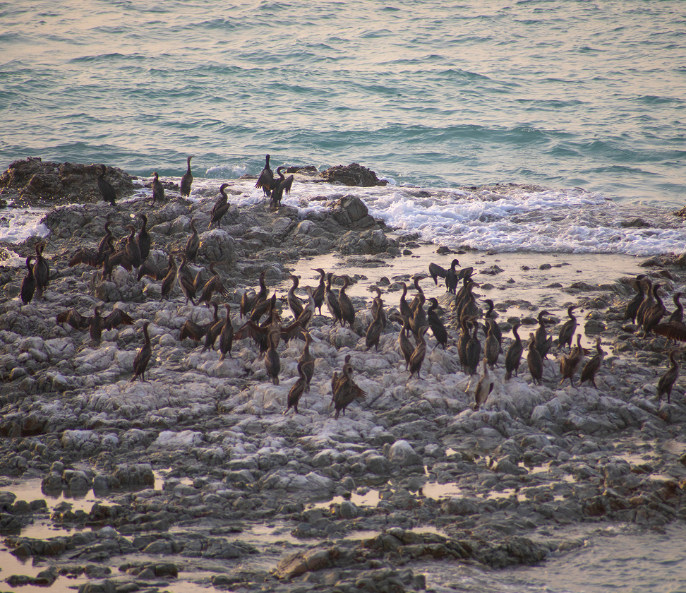 Sir Bu Nair Island Landscape
