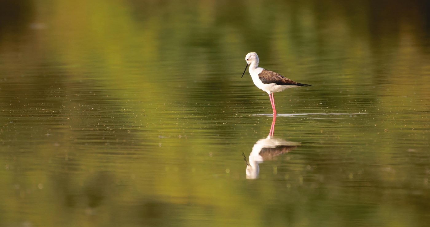 Wasit Nature Reserve