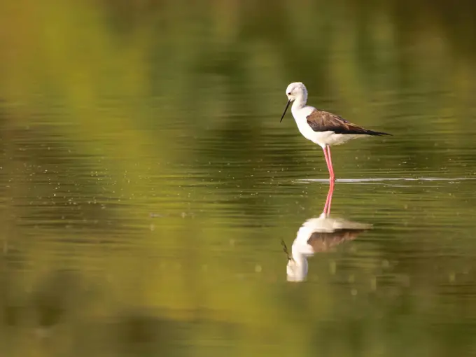 Wasit Nature Reserve