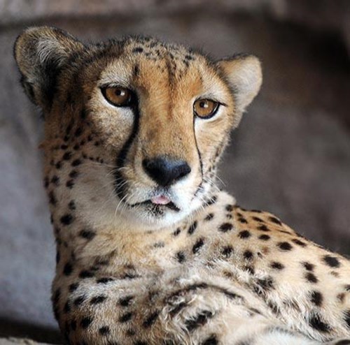 Umbraco.Cms.Core.Models.MediaWithCrops`1[Umbraco.Cms.Web.Common.PublishedModels.Image]??.Name