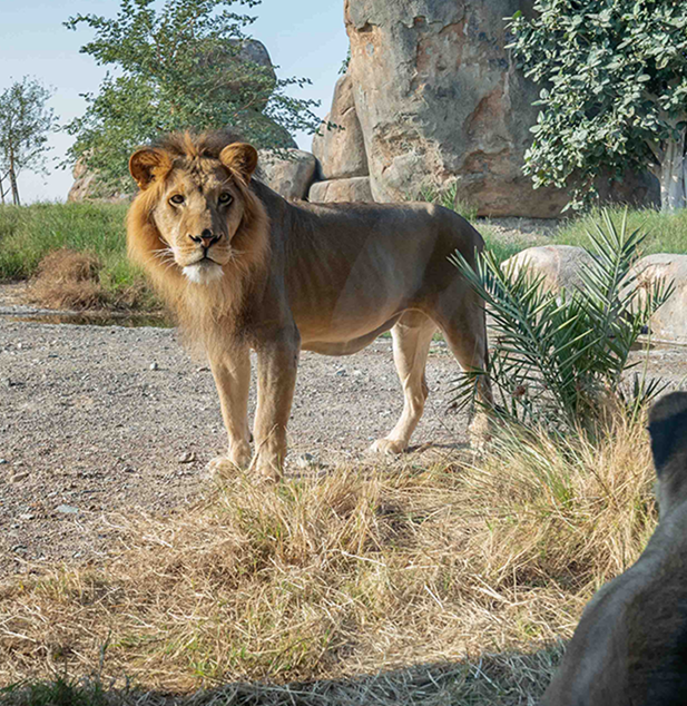 Sharjah Safari Banner