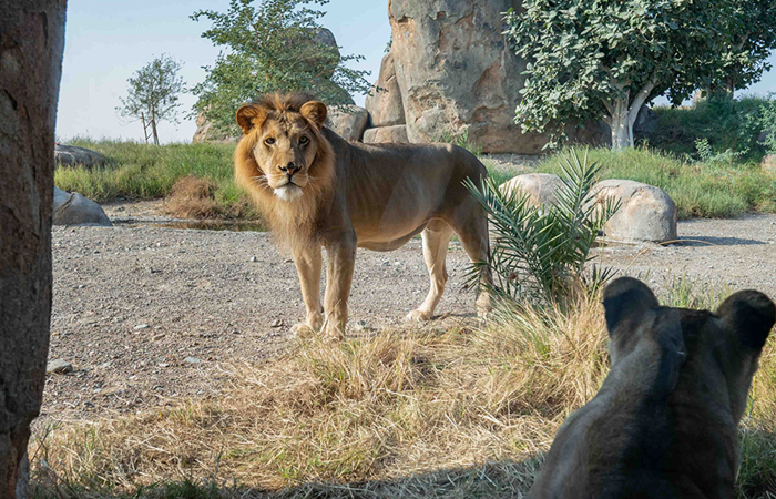 Sharjah Safari Banner