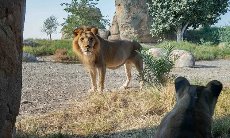 Sharjah Safari Banner