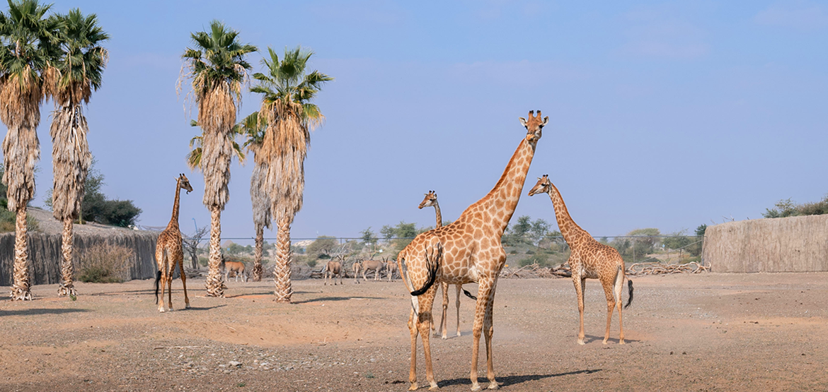 Umbraco.Cms.Core.Models.MediaWithCrops`1[Umbraco.Cms.Web.Common.PublishedModels.Image]??.Name