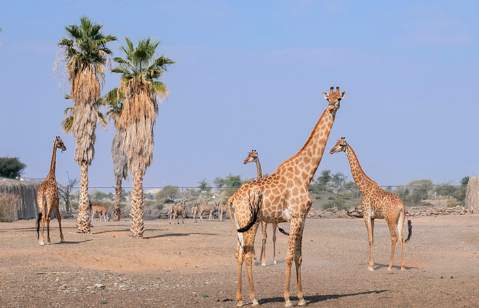 Sharjah Safari Banner 1