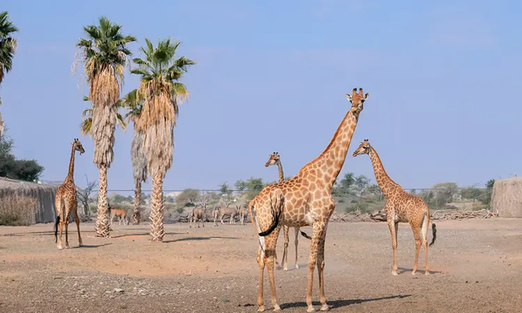 Sharjah Safari Banner 1